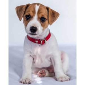 Jerry Fabrics Mikroflanelová deka Jack Russel terrier