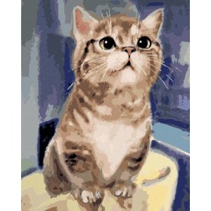Zuty Malování podle čísel - Zvědavá kočka